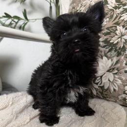 Rico - Parti male Yorkshire Terrier puppy in Puyallup, Washington from Majestic Mtn Pups