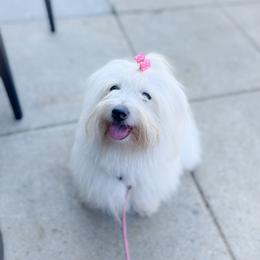 Maya - Coton de Tulear