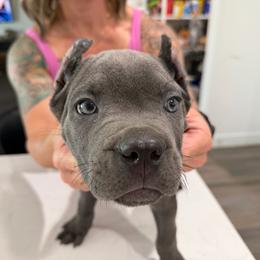 Blue collar male - Gray male Cane Corso puppy in San Tan Valley, Arizona from Lofty Legends
