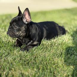 Bonnie - French Bulldog