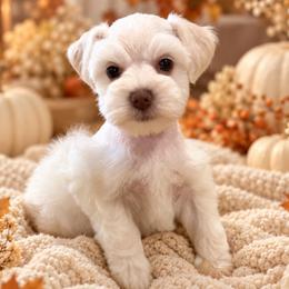 Girl 2 - Wheaten female Miniature Schnauzer puppy in San Augustine, Texas from My Little Schnauzer Pals