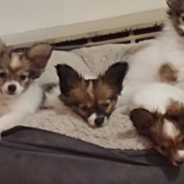 Papillons from Connecticut Papillon