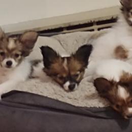 Papillons from Connecticut Papillon