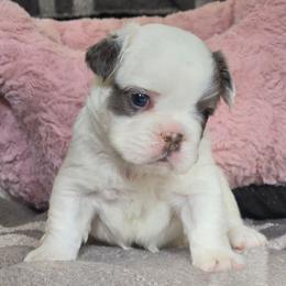 Hermione Granger - White female French Bulldog puppy in Franklinton, North Carolina from Sweet Carolina Kennel