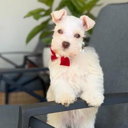 Ivory - Wheaten female Miniature Schnauzer puppy in Montebello, California from Rod Schnauzers