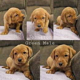 Johnston - Green Collar - Yellow male Labrador Retriever puppy in Boyd, Minnesota from Lindley Labradors