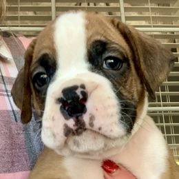 Boxers from Blueberry Hill Boxers
