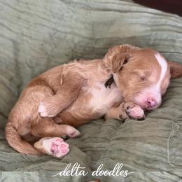 Chai - Caramel male Labradoodle puppy in Clovis, California from Delta Doodless