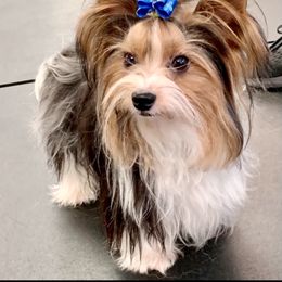 Biewer Terrier Puppies from Bouquet Biewers