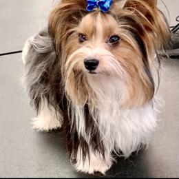 Biewer Terrier Puppies from Bouquet Biewers