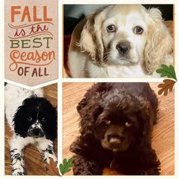Cocker Spaniel Puppies from Angelic Cocker’s