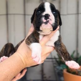 Rorschach's Nadezhda - Brindle female Boxer puppy in Seward, Nebraska from Rorschach Boxers