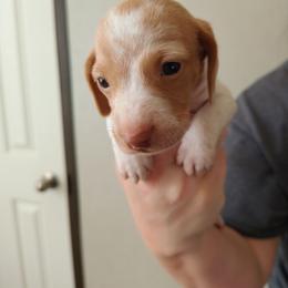 Scout - Piebald female Dachshund puppy in Marshall, Texas from Wilson's Kennels