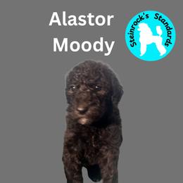 Boy 6 - male Poodle puppy in Baltimore, Maryland from Steinrock’s Standards