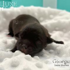 Georgia - Red female Shorkie puppy in Scottsdale, Arizona from Lil Luxe Pups