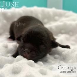 Georgia - Red female Shorkie puppy in Scottsdale, Arizona from Lil Luxe Pups