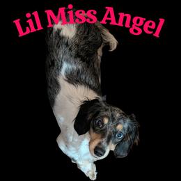 Angel - Dachshund