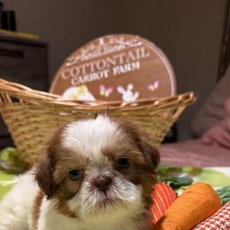 Puppy 4 - Sable and white female Shih Tzu puppy in Downey, California from Cali shih tzu