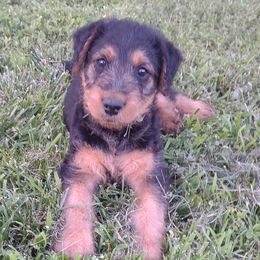 Boy 5 - Airedale Terrier puppy in St. Cloud, Minnesota from RegalAire Kennels