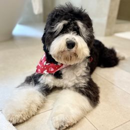 Moss aka Mossy - Sheepadoodle