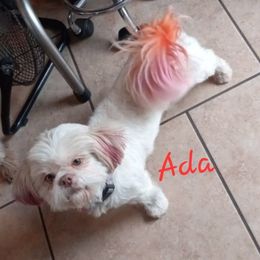 ADA - Shih Tzu
