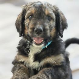 Porter - Brown and white male Bernedoodle puppy in Phelan, California from PuppyPaws4U
