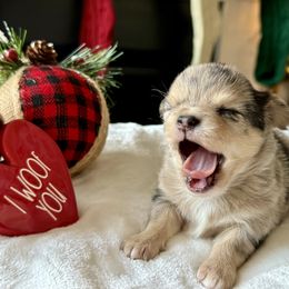 Chihuahua Puppies from Sunset Eves Chihuahuas