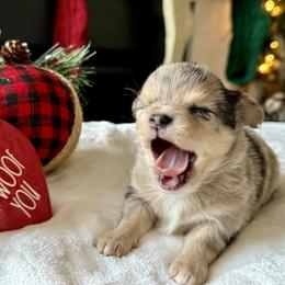Chihuahua Puppies from Sunset Eves Chihuahuas