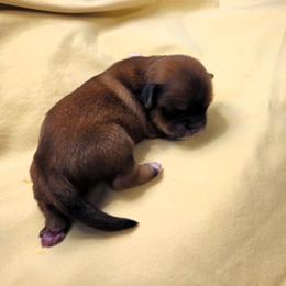 Rowan - Red gold male Lhasa Apso puppy in Hillsboro, Oregon from Luv-N-Laughter Lhasa Apsos