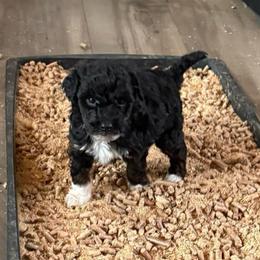 Roamy - Black and white male Aussiedoodle puppy in Deer Park, Washington from Doodle Paw Ranch