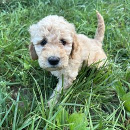 Dark Purple Collar - Goldendoodle puppy in Ellsinore, Missouri from Doodles of Carter Co
