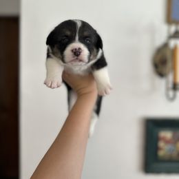 Boy 2 - Pembroke Welsh Corgi puppy in Cheshire, Oregon from Corgi Pie