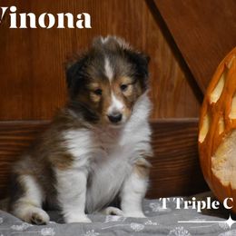 Winona - Sable and white female Shetland Sheepdog puppy in Gladbrook, Iowa from T Triple C Shelties