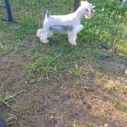 Gurty - Salt and pepper female Miniature Schnauzer puppy in Ogema, Minnesota from Belinda Donley's Miniature Schnauzer