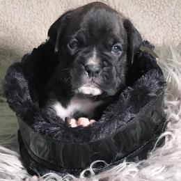 Boxer Puppies from Archangel Boxers