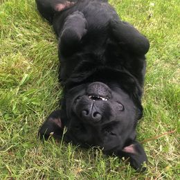 Labrador Retriever Puppies from Jamboree Labradors