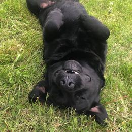 Labrador Retriever Puppies from Jamboree Labradors