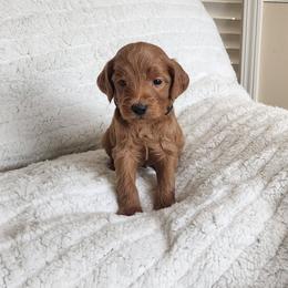 Black - Red  male Goldendoodle puppy in Cumming, Georgia from Chattahoochee Kennels