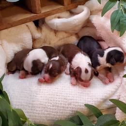 Miniature Australian Shepherd Puppies from Barnyard Mini Aussies