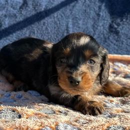 Boy 2 - Dapple male Dachshund puppy in Stilwell, Oklahoma from Double Down Doxies