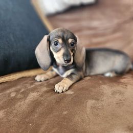 Lizzy - Dachshund puppy from Lazy K&M Dachshunds