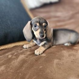 Lizzy - Dachshund puppy from Lazy K&M Dachshunds