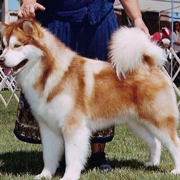Alaskan Malamute puppies from Snowlion Alaskan Malamutes