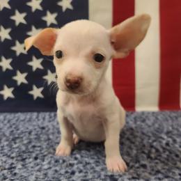 Penny - White female Chihuahua puppy in Mesa, Arizona from Sun Valley Kennels