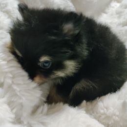 Pomeranian Puppies from Cutie Poms