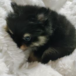 Pomeranian Puppies from Cutie Poms