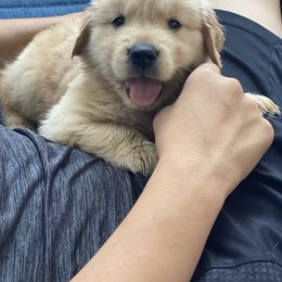 Golden Retriever and Siberian Husky Puppies from Nevani Goldens & Siberians