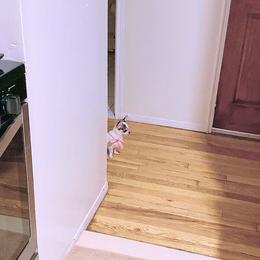 Chihuahua Puppies from Petite Pups LLC