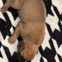 Boxer Puppies from PrideNJoy Boxers