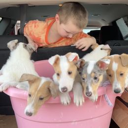 Collie Puppies from Lakeside Collies